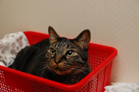 20130723kotetsu.jpg
