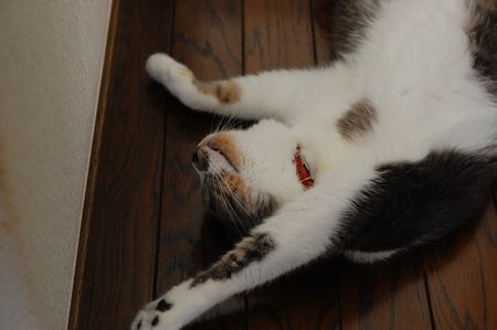 20130723miikun.jpg