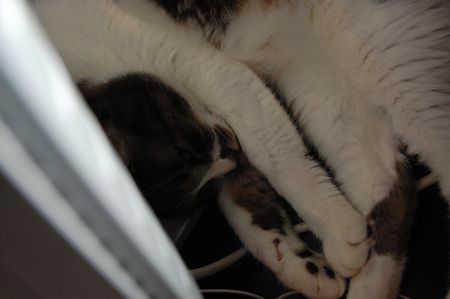 20130725miikun.jpg
