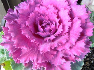 DSCN6769.jpg