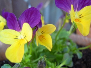 DSCN6773.jpg