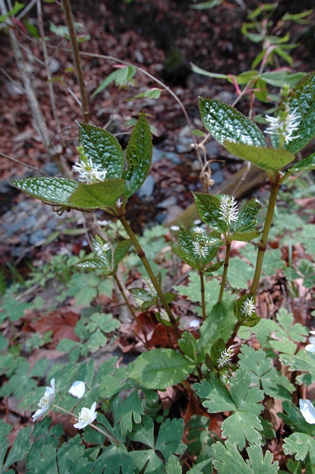 DSC_0776s_20120430200354.jpg