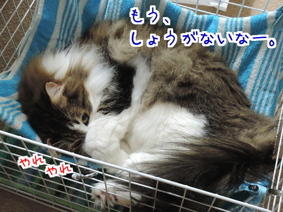 sato2056.jpg