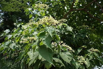 あまり好きではない植物 赤堀自然里山クラブ