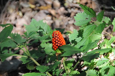 DSC_0207.jpg