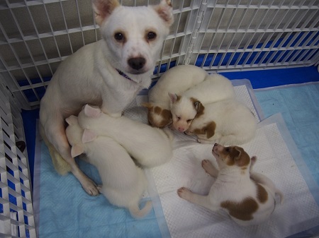 whitefamily.jpg