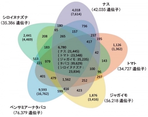 Solanaceae genes