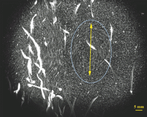 Artemia salina flow