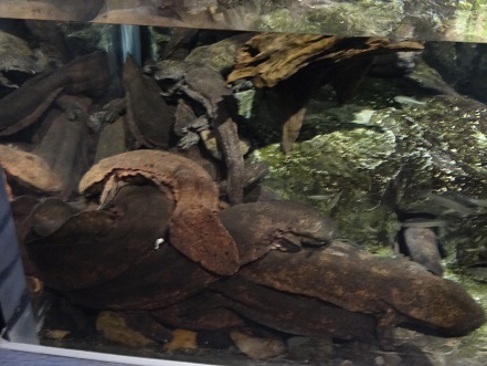 大山椒魚玉