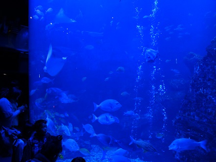 魚たち