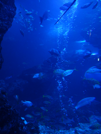 魚たち2