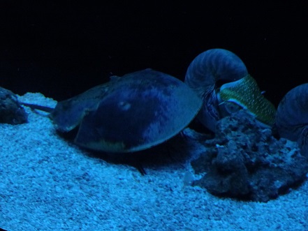 カブトガニとオウムガイ
