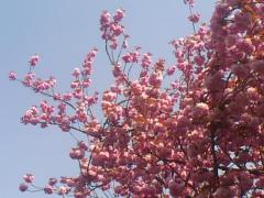 八重桜SN3V06640001.jpg
