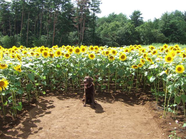 ひまわりさん