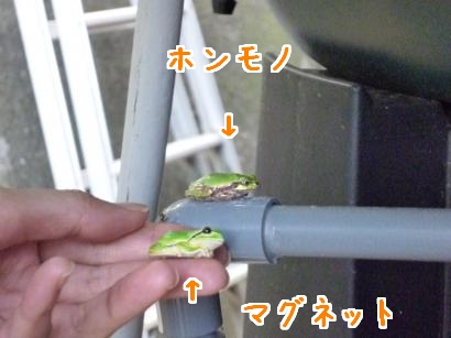 カエル