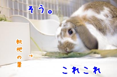 枇杷の葉