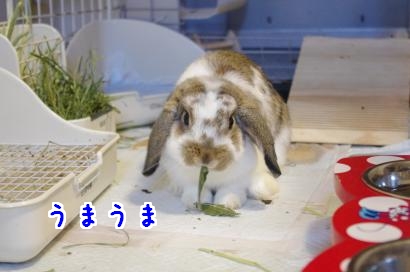 枇杷の葉1