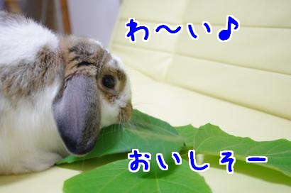 葛の葉1