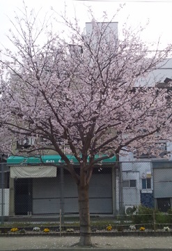 さくら①
