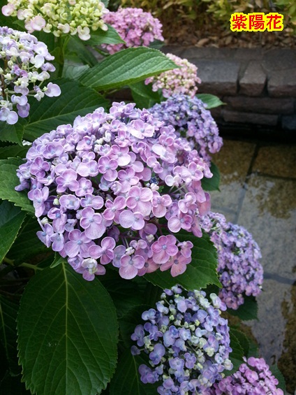 20130608_072335.jpg
