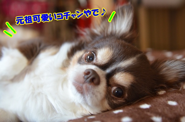 DSC_4735_20130225204015.jpg