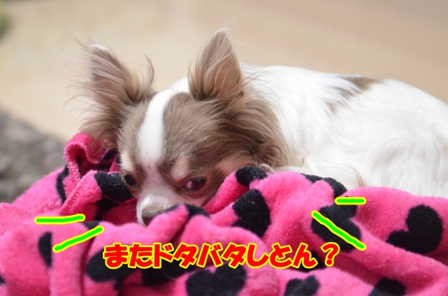 DSC_4909.jpg