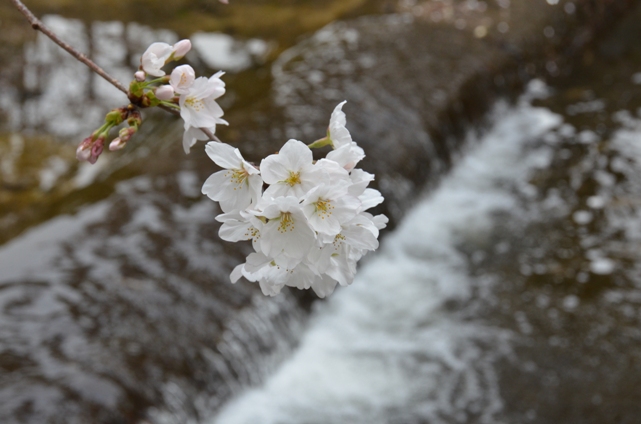 DSC_5155.jpg