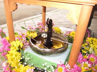 甘茶