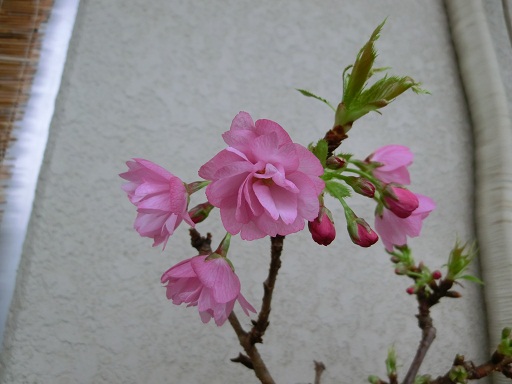 asahiyama.jpg