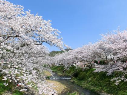 kaisei