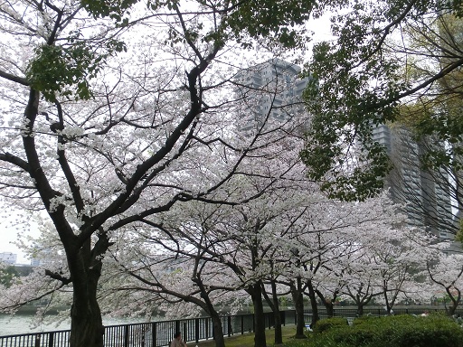ookawa2