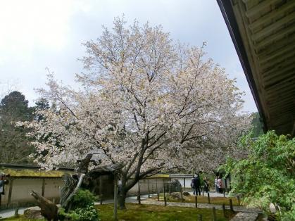 sakura