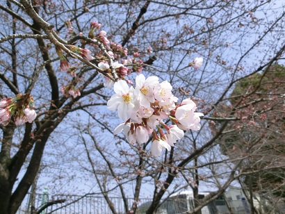 sakura