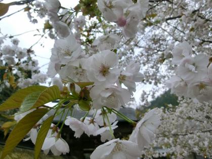 sakuraapu