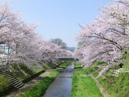 sakura1