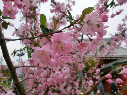 sakura