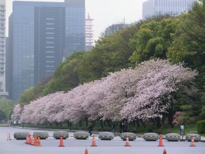 sakuranamiki