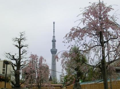 sakuraturi