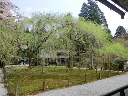 tennen