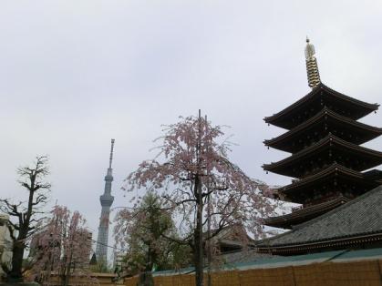 toripuru