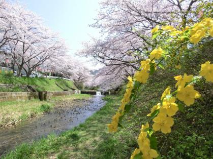 yamabuki