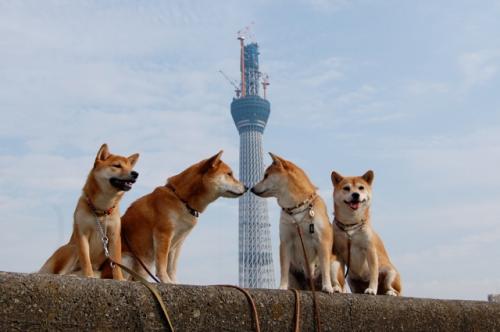 DSC_0181 のコピー