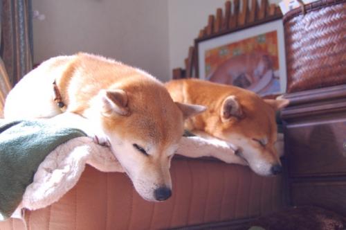 DSC_0029_20111027094430.jpg