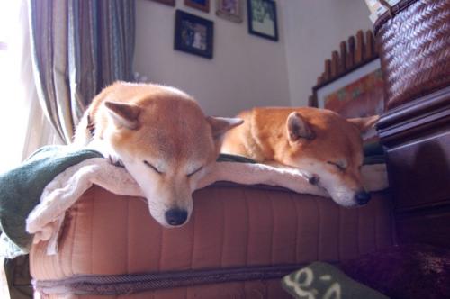 DSC_0031_20111027094430.jpg