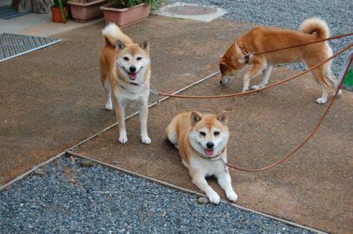 DSC_0086_20111016203240.jpg