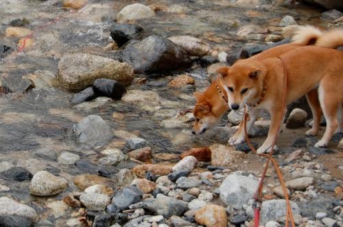 DSC_0525.jpg