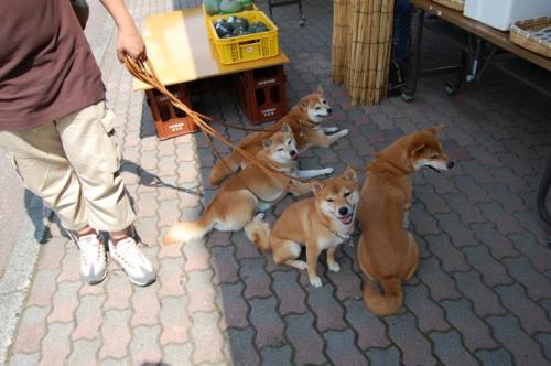 DSC_0768.jpg