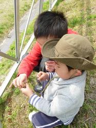 えいちゃんもつくし摘み