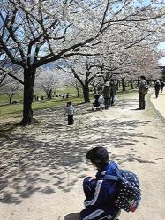 桜