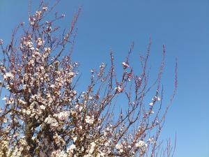 桜2